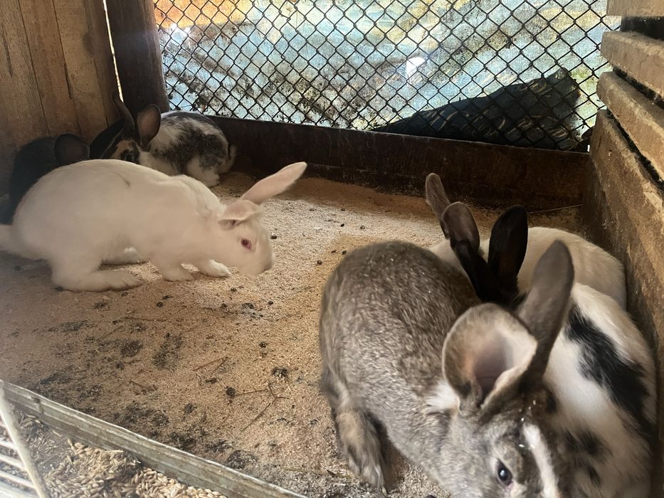 Продавам зайци кръстоска