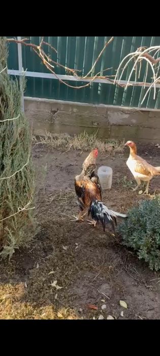 Дакан туляк бразилец