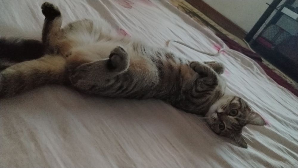Маленьки котёнок мальчик. По больше девочка