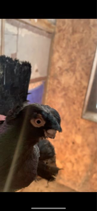 Голуби вольерные