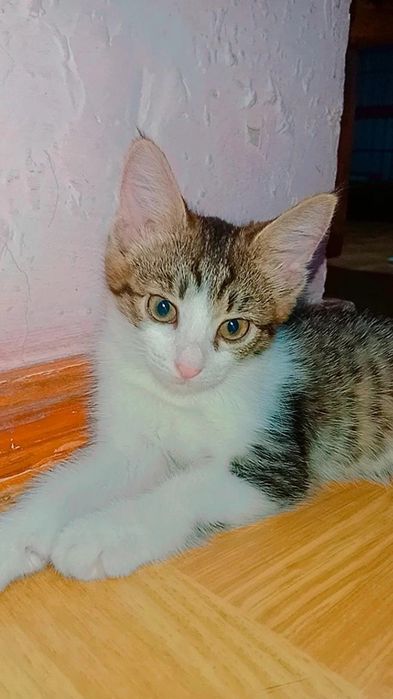 Котятки шикарные от Волонтёра