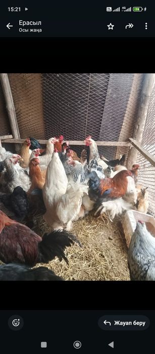 Дамашни тауыктар сатылады