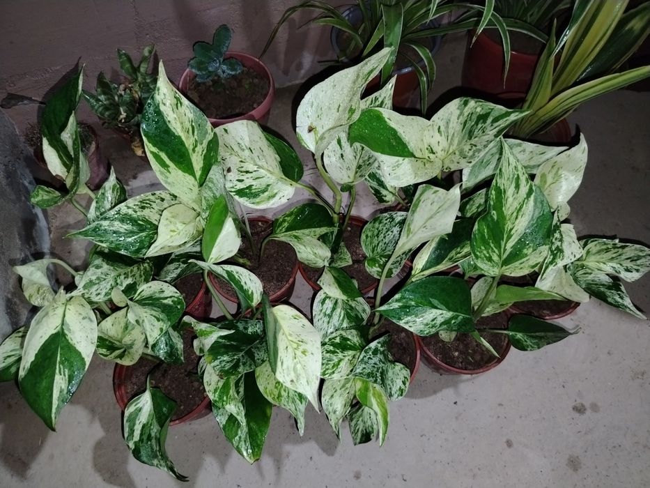 Сцендаптус-Эпипремнум, Сортовые