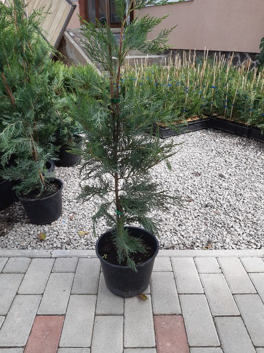 Leylandii chiparos, diverse dimensiuni-gard viu, nu e fir subtire