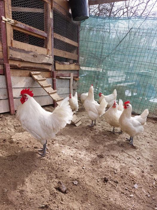 Oua La bresse incubare