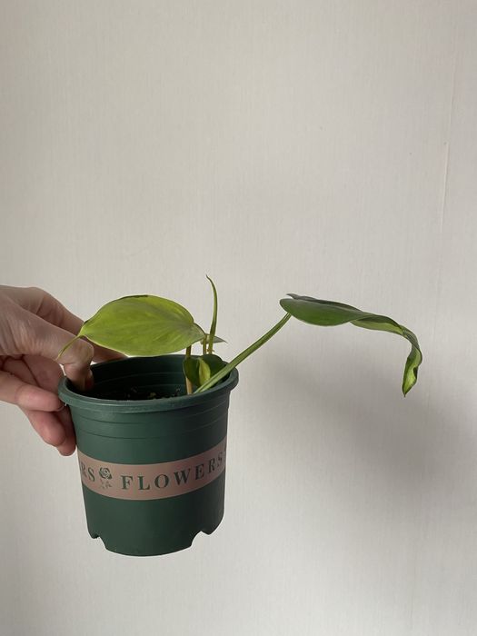 Филодендрон бразил лиана