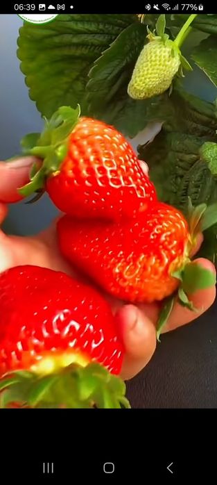 Staloni căpșuni  mari și  aromate