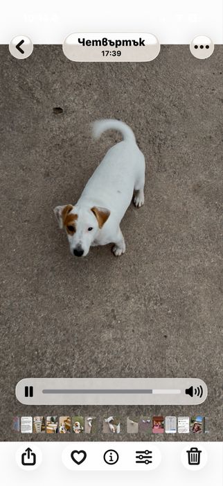 Куче Джак Рьсел Териер