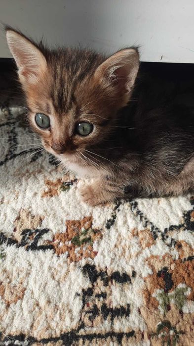 Отдам в добрые руки котят