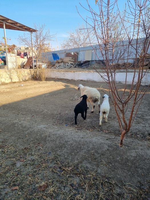 Onabola qo‘y Sotiladi