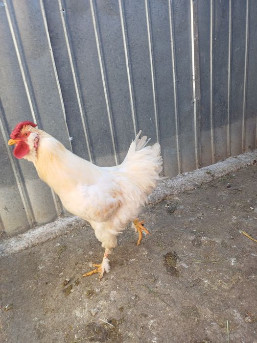 Cocoș tânăr albb