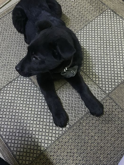 Метис овчарки девочка