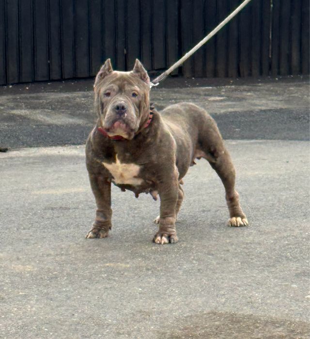 Femela american bully blue