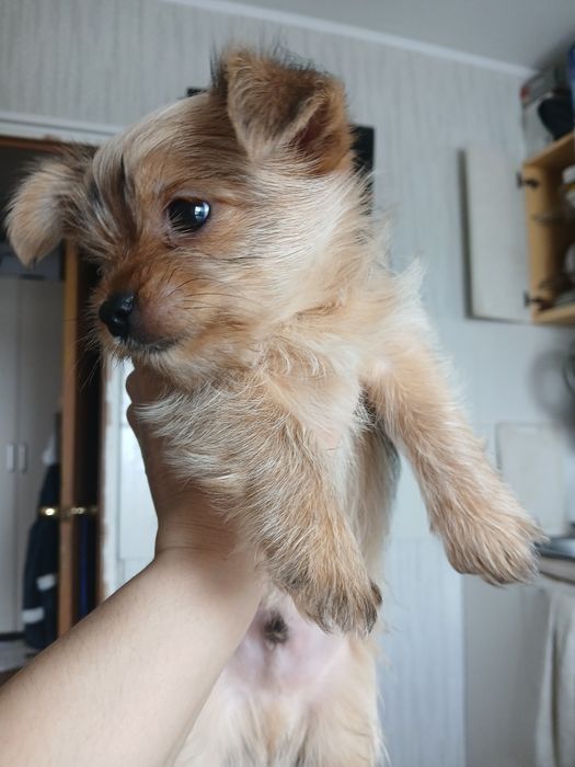 Продам мини йорк