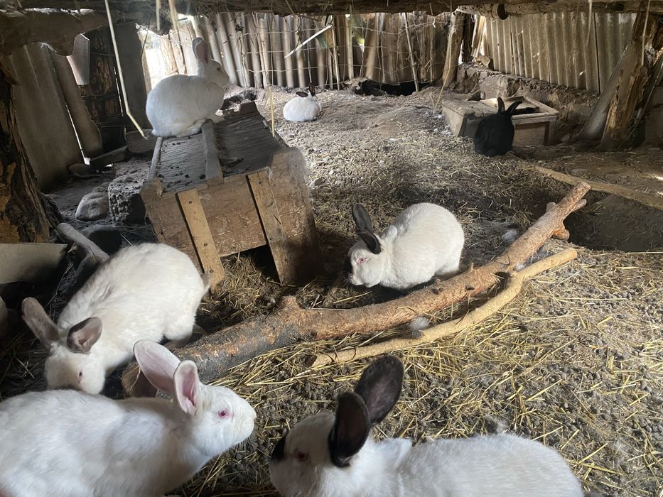 Кролики разных пород