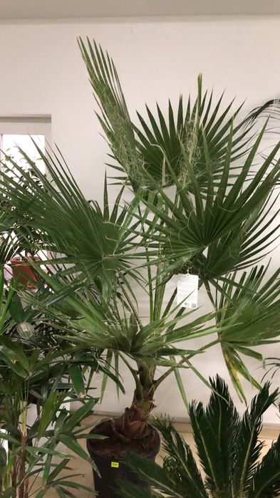 комнатные цветы для вас