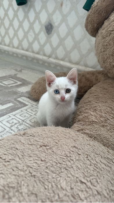 аппак мысык девочка