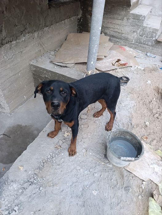 Ротвеллер ўргатилган