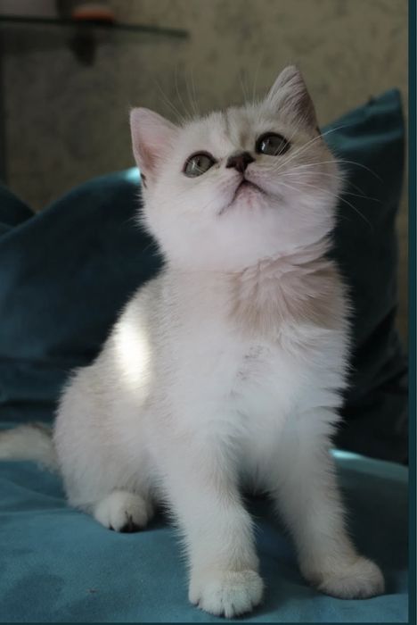 Предлагайте на продажу серебристые котята