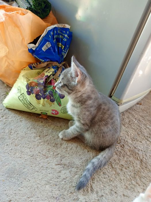 Котята, отдам бесплатно