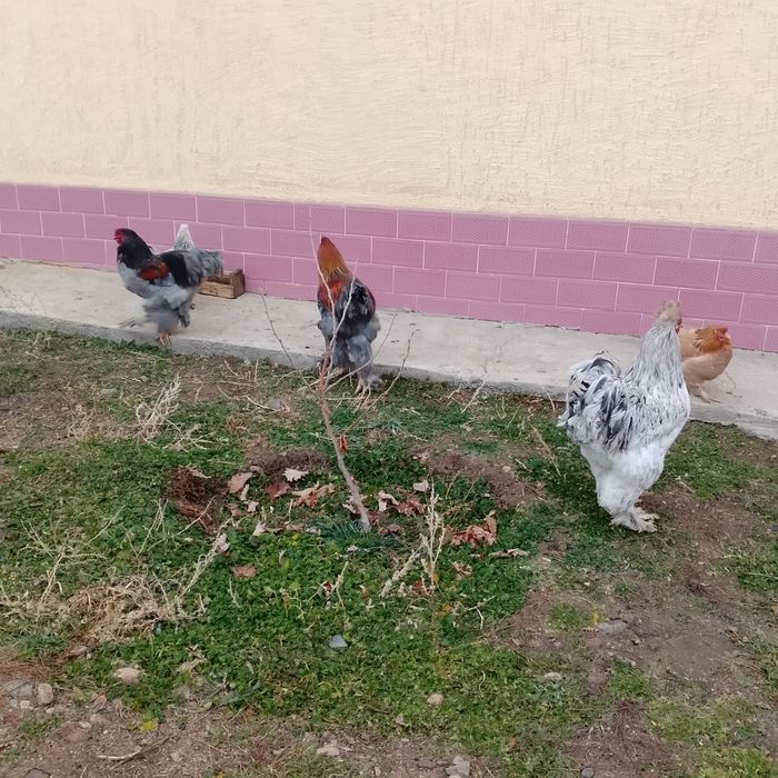 Обмениваю курей брам