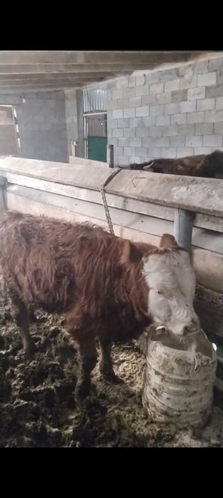 Бычок откорымда баиланган сатылады