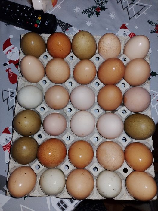 Oua pentru consum/incubat