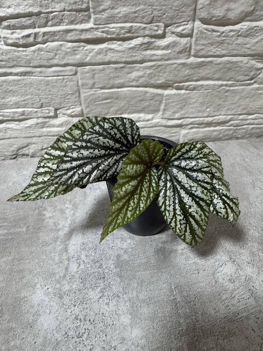 Продаю комнатные цветы.