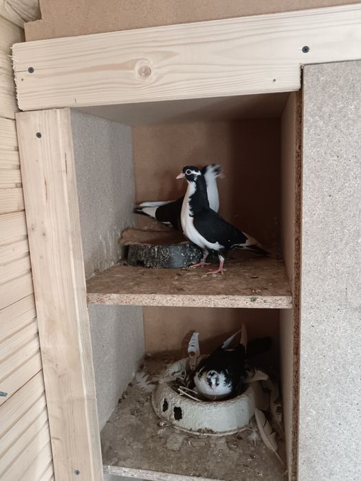 Porumbei galateni, jucatori