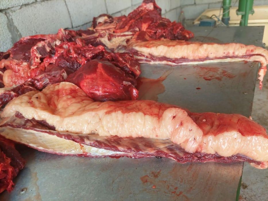 Жылкы ети 2400тг