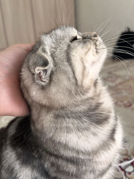 Котята шотландская вислоухая