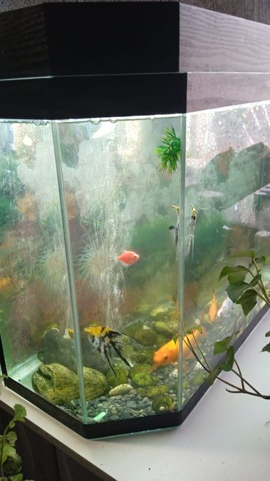 Аквариум 60 литров