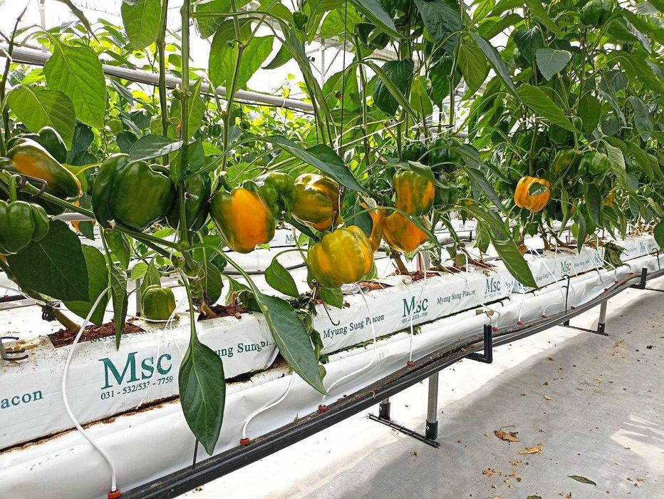 Кокосовий субстратлар. Cocopeat Ms