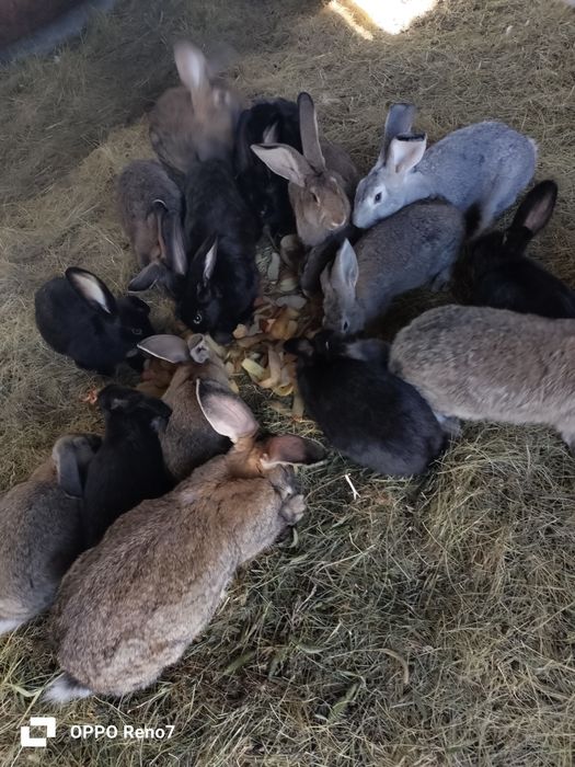 Продам кроликов порода великан