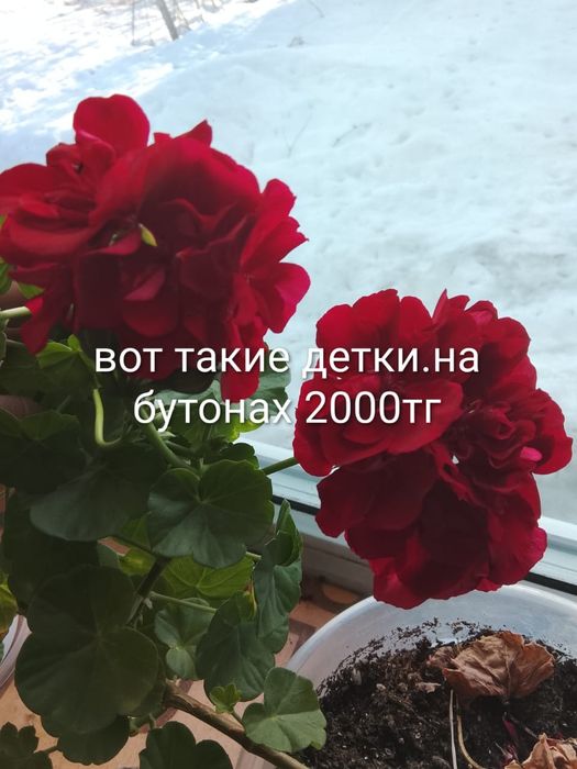 Цветы, цветы, цв