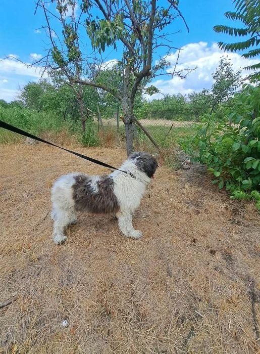 Ciobănesc Mioritic mascul și femela