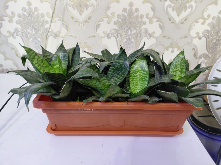 Gullar ( sanseveriya , monshayn )