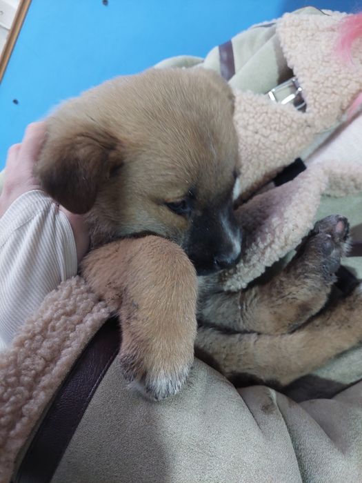 Щенок ищет семью срочно