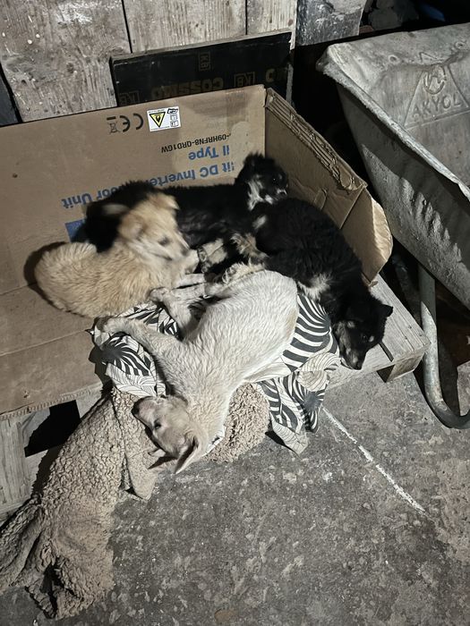 Продавам 4 кучета