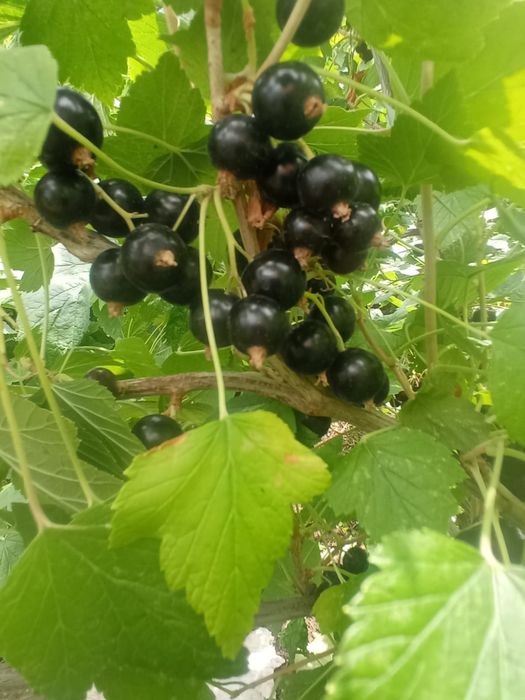 Продам смородину дачную черную
