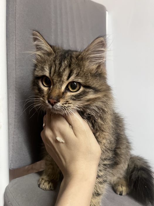 Отдам в добрые руки