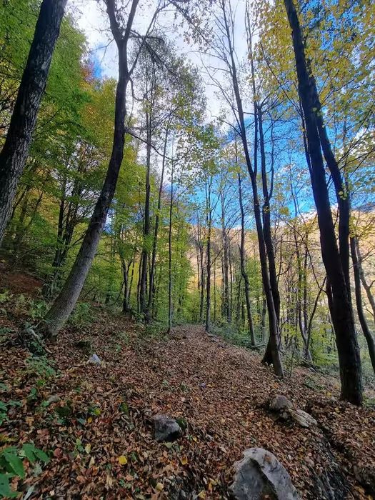 Liziera Cabin Malaia