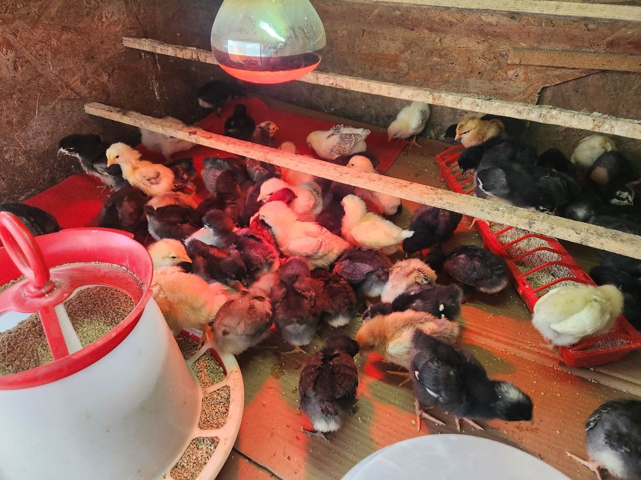 Pui de găină de la o zi până la 6 săptămâni Australorp si alte rase de ouă