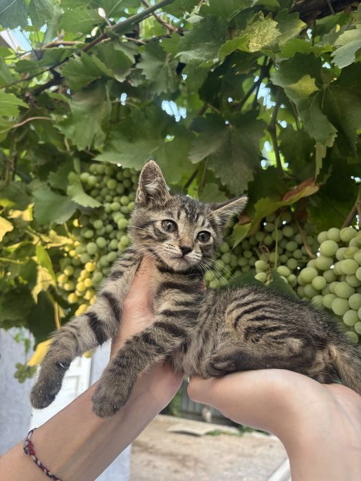 Котенок в добрые  руки мальчик