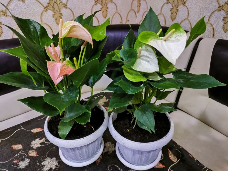 Растения / есть доставка