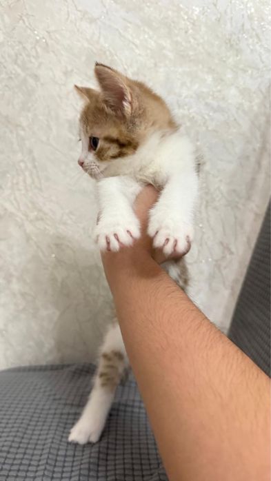 1,5 ай марғаулар сатылады