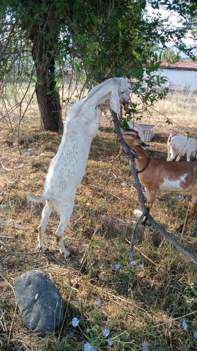 Продаётся козёл.