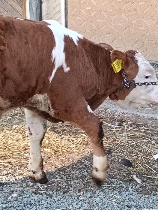 Vițel baltat de 8 săptămâni