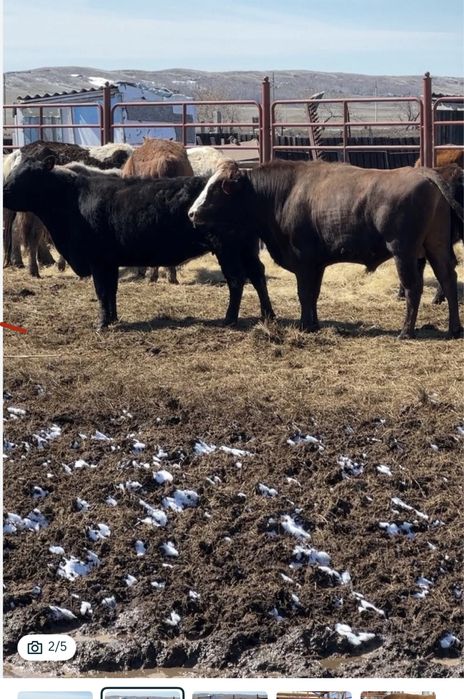 Бык проиводитель 2 года