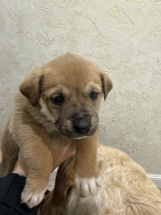 Милые щеночки в дом